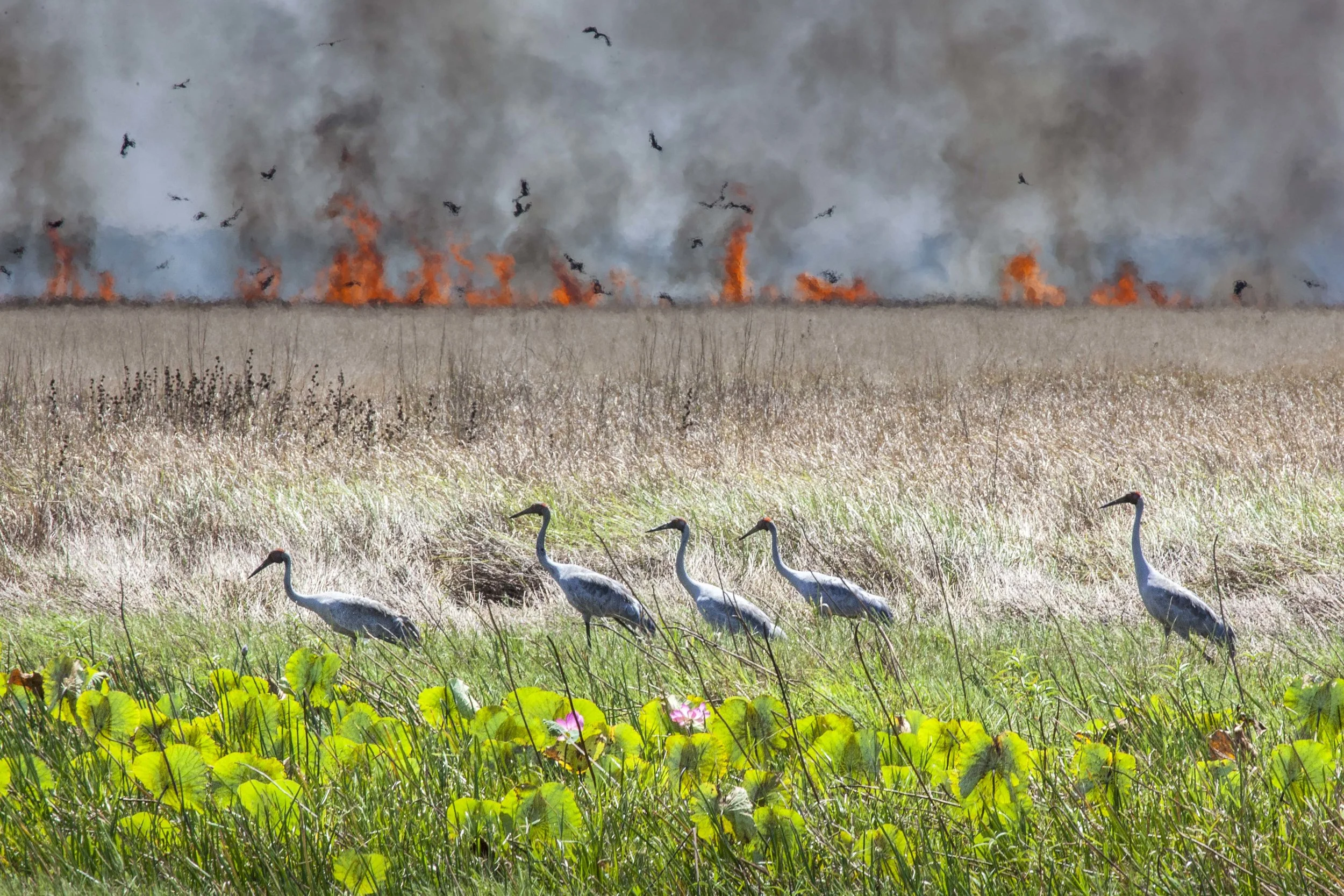 10. brolga's flee fire by cathryn vasseleu.jpg