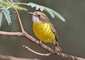 White-throated_Gerygone-ct280-280x199.jpg