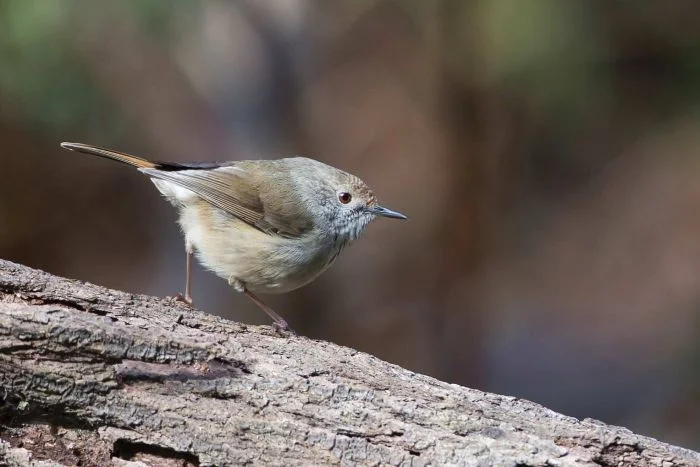 King Island thornbill adrian boyle.jpg