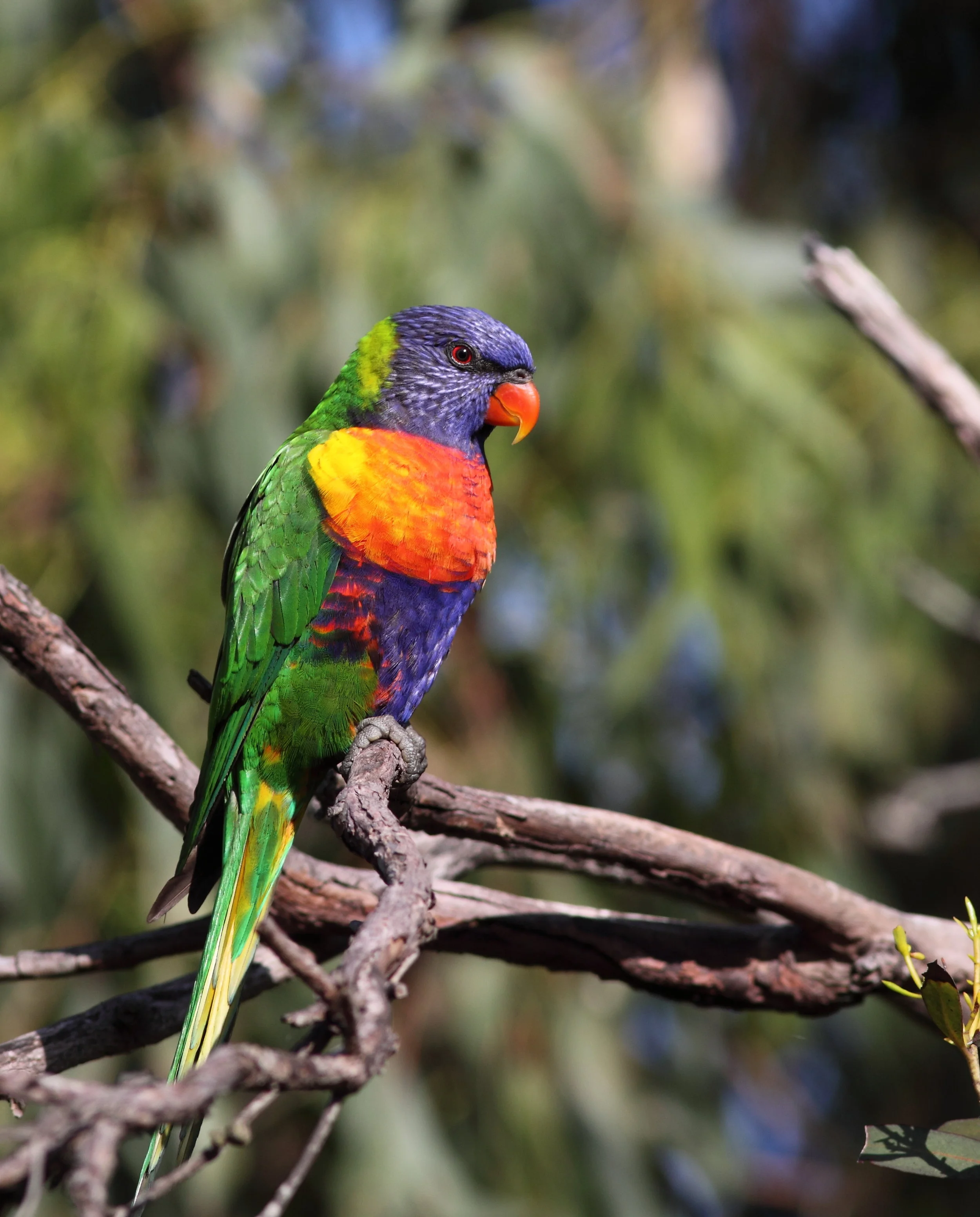 Rainbow lorikeet_Andrew Silcocks.jpg