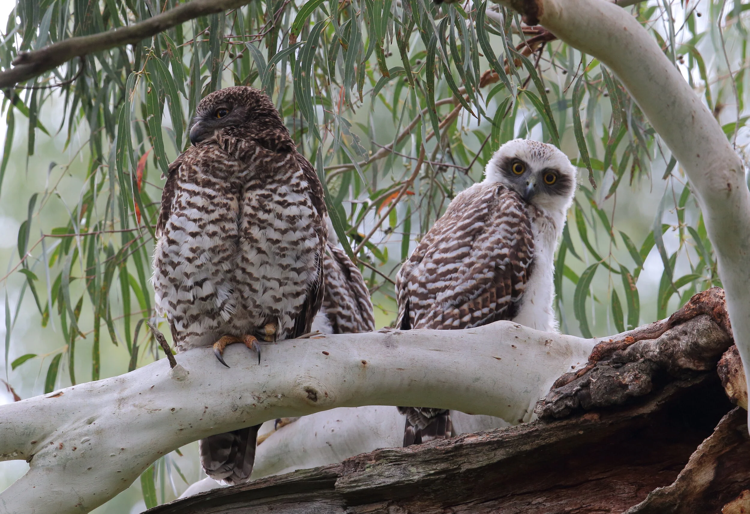 NSW stays 'napalm' free, for now, helping protect Powerful Owls and