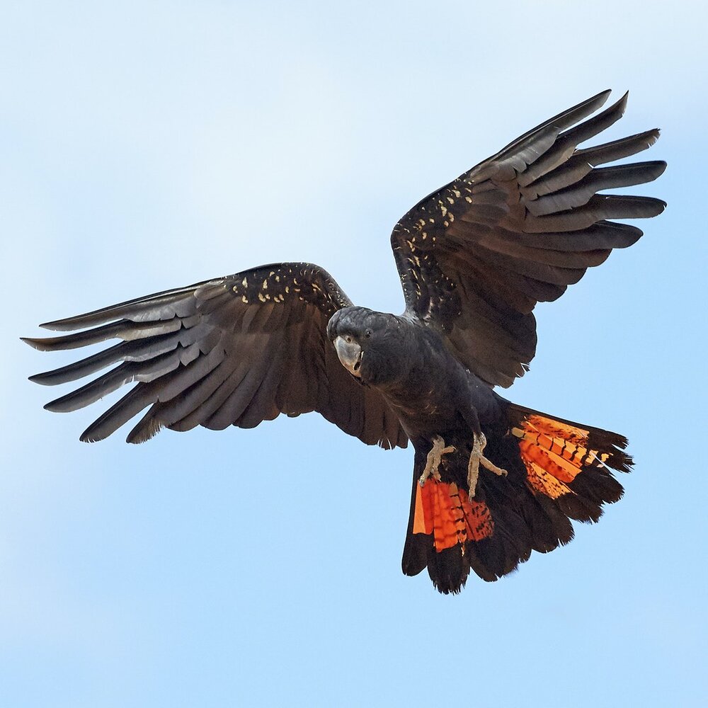 Volunteer counters pleased to increase in Red-tailed Black-Cockatoo counts 2021 Annual Cocky Count — Birdlife Network