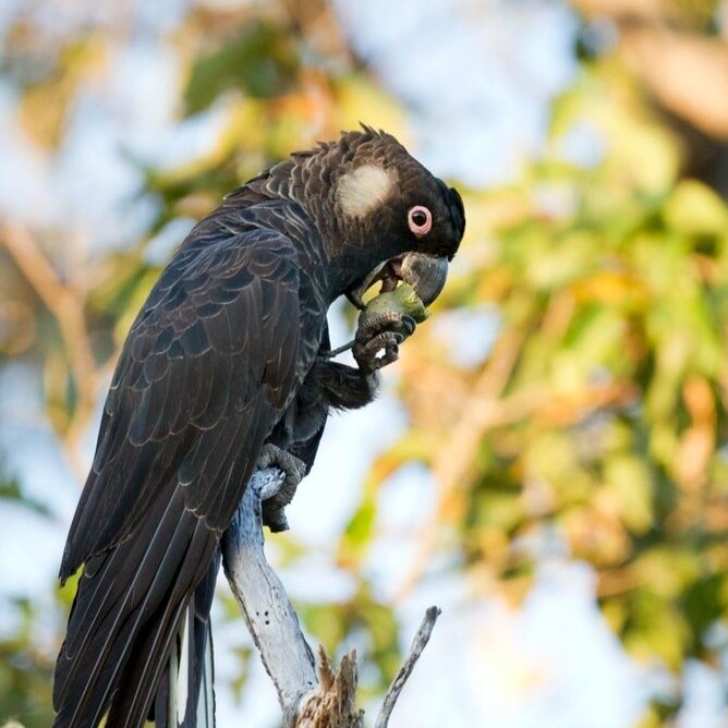 photos of black cockatoos photos of black cockatoos