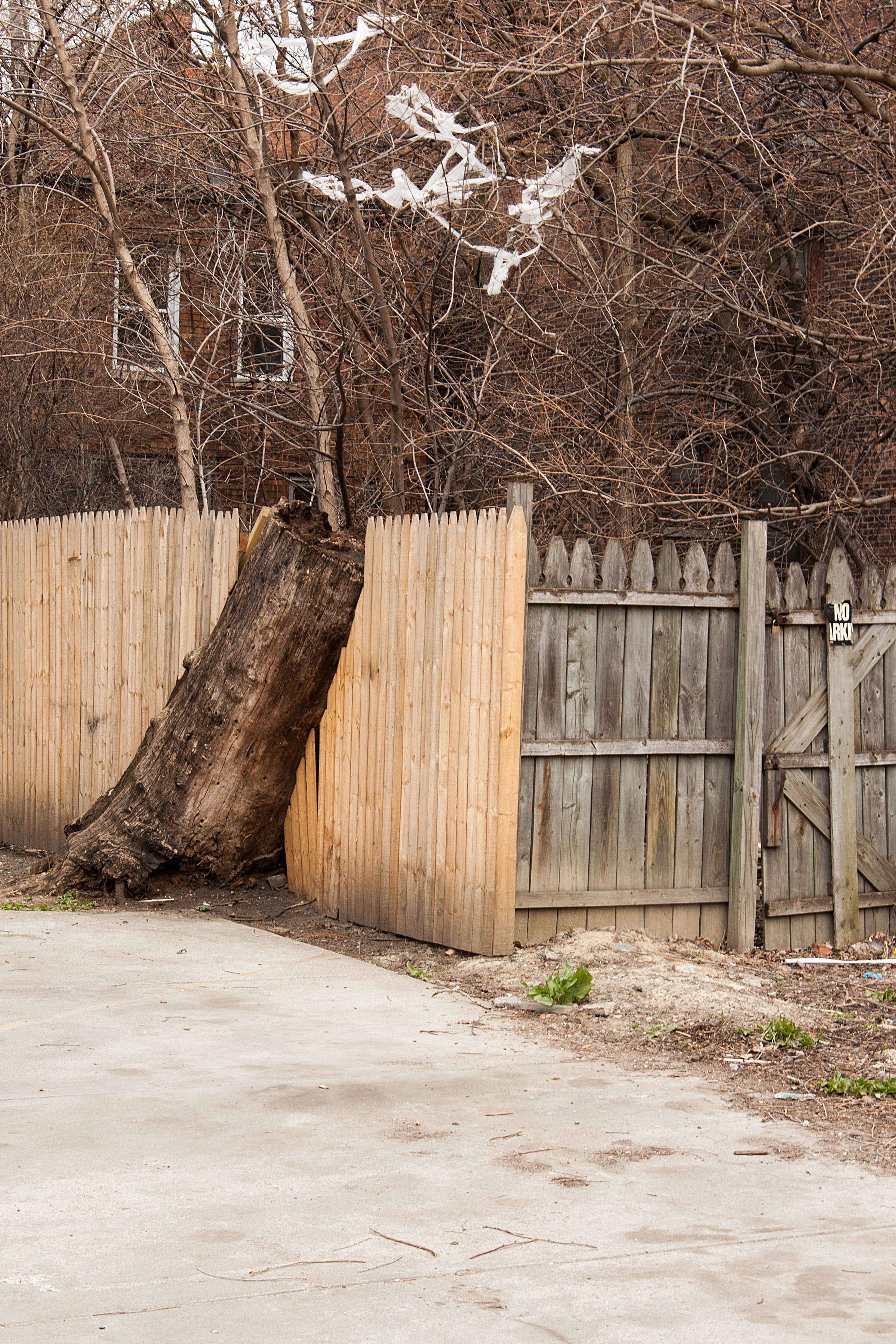tree_plastic_midtown01.jpg