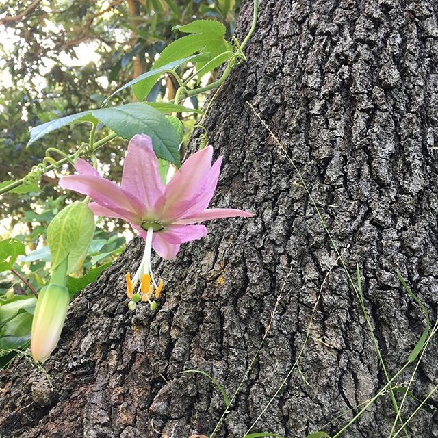 Conversations on the trail:
&ldquo;I guess this is Passion flower season&rdquo;
&ldquo;Why not passion fruit season!?&rdquo;
&ldquo;You can only pick them if you have passion&rdquo;