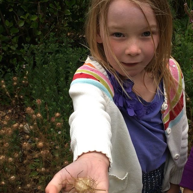 Discovering the mysterious deliciousness of Nigella seeds. &ldquo;Thank you, all of you, for letting us harvest!&rdquo;