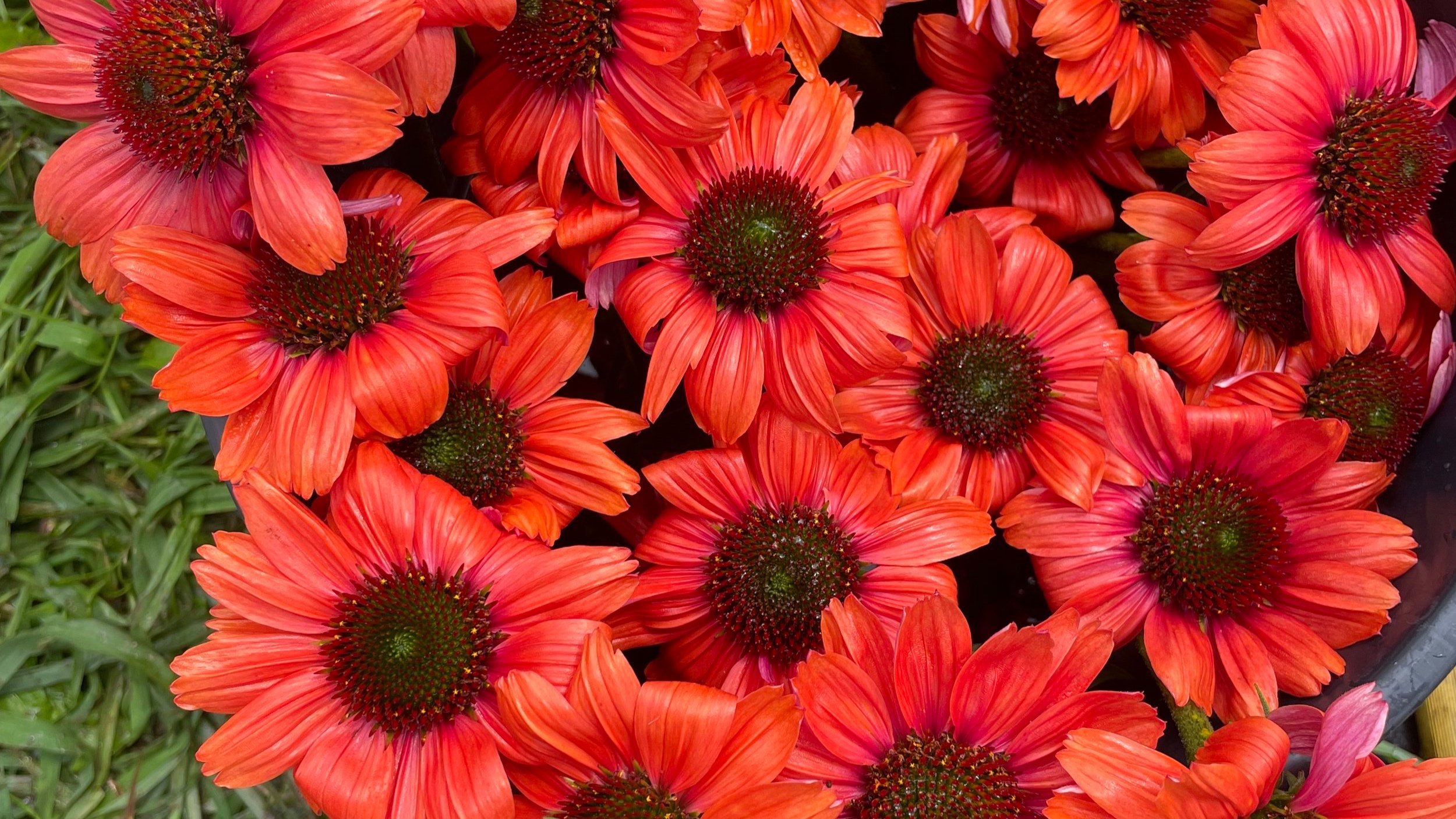 echinacea+red.jpg