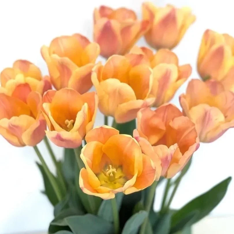 Apricot Foxx