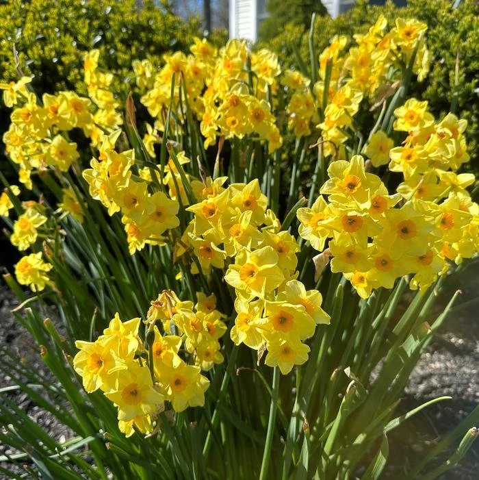 Daffodil- Martinette2.jpg