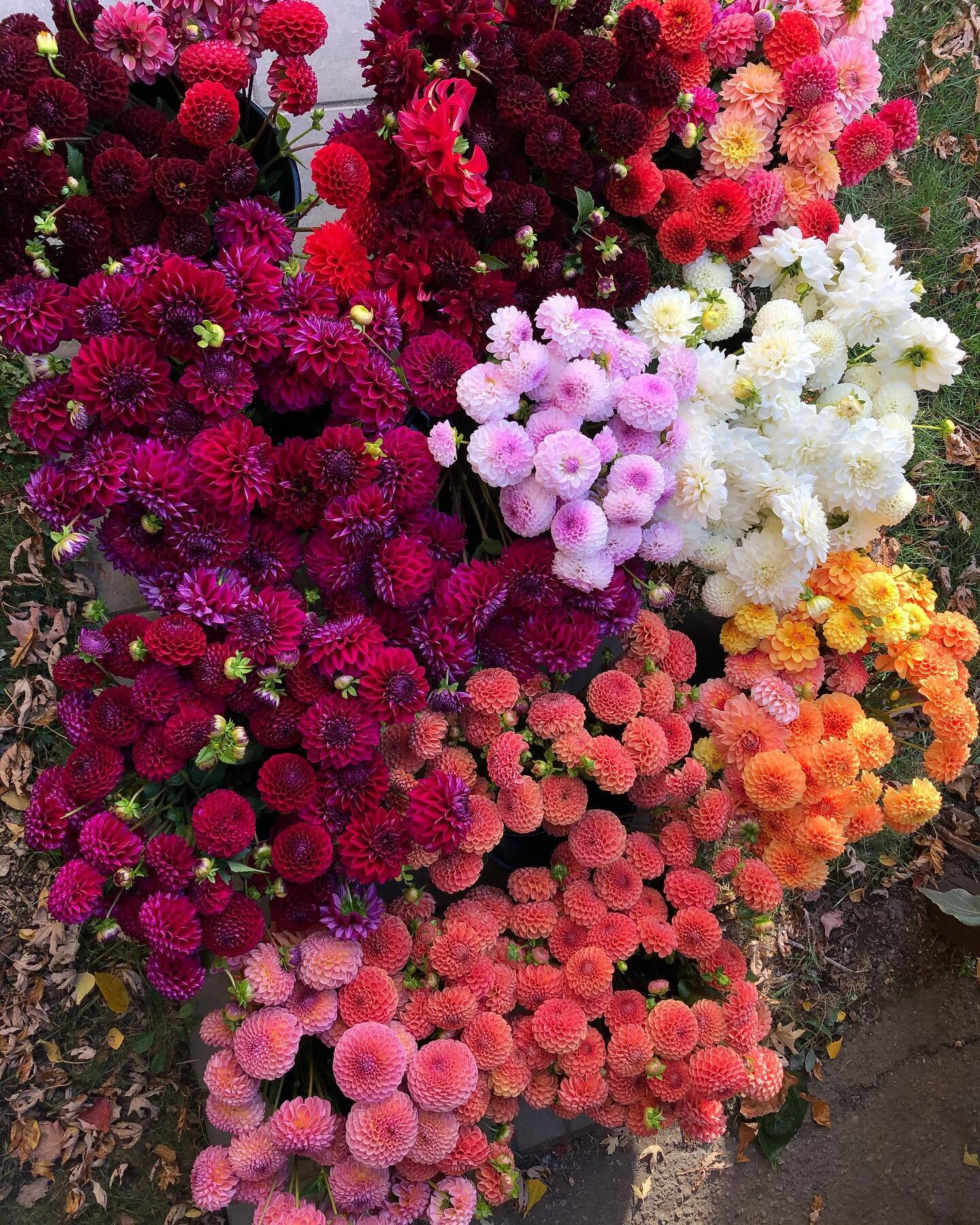 The dahlia tubers are looking nice and healthy in storage! I&rsquo;ll have a fun variety of tubers available for sale for your gardens this year. Local sales only, subscribe to our email list on our website to get the email update on when the shop go