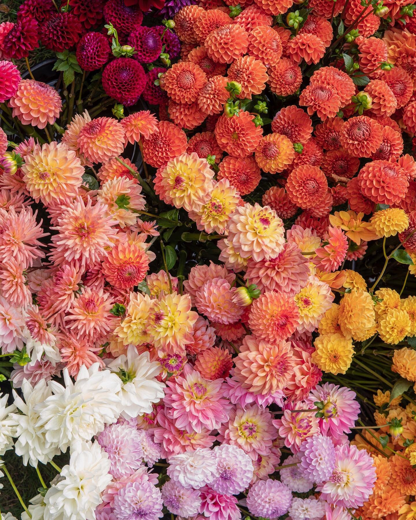 Ok folks&mdash;Dahlia tuber sales are open on the website! Order now, and we&rsquo;ll keep the tubers happily stored until planting time in spring. Local pick up in South Minneapolis May 8, no shipping. We have some new varieties available this year,