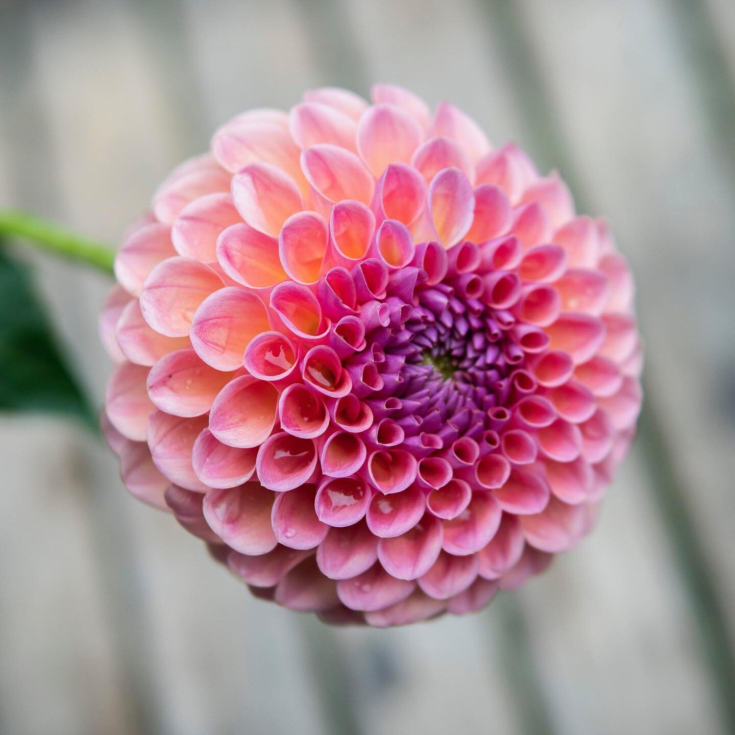 Here&rsquo;s something mesmerizing to stare at this morning...This is &lsquo;Jowie Winnie&rsquo; dahlia, still have plenty of her and some other awesome varieties available to order on the website!