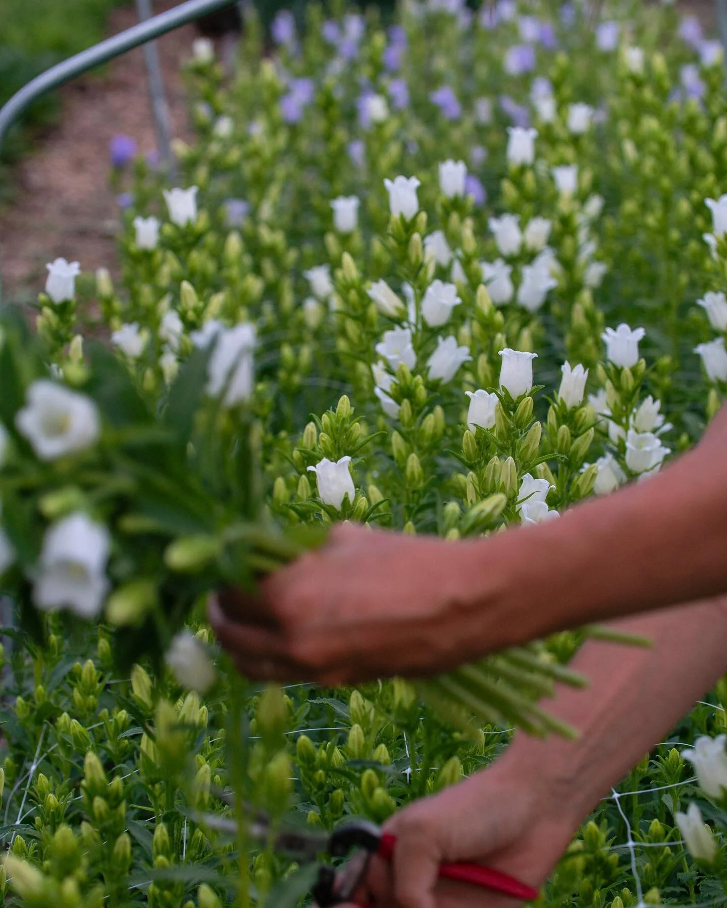 the first two flower varieties I have germinating this year are the stunners of early summer&mdash;Campanula and Foxglove