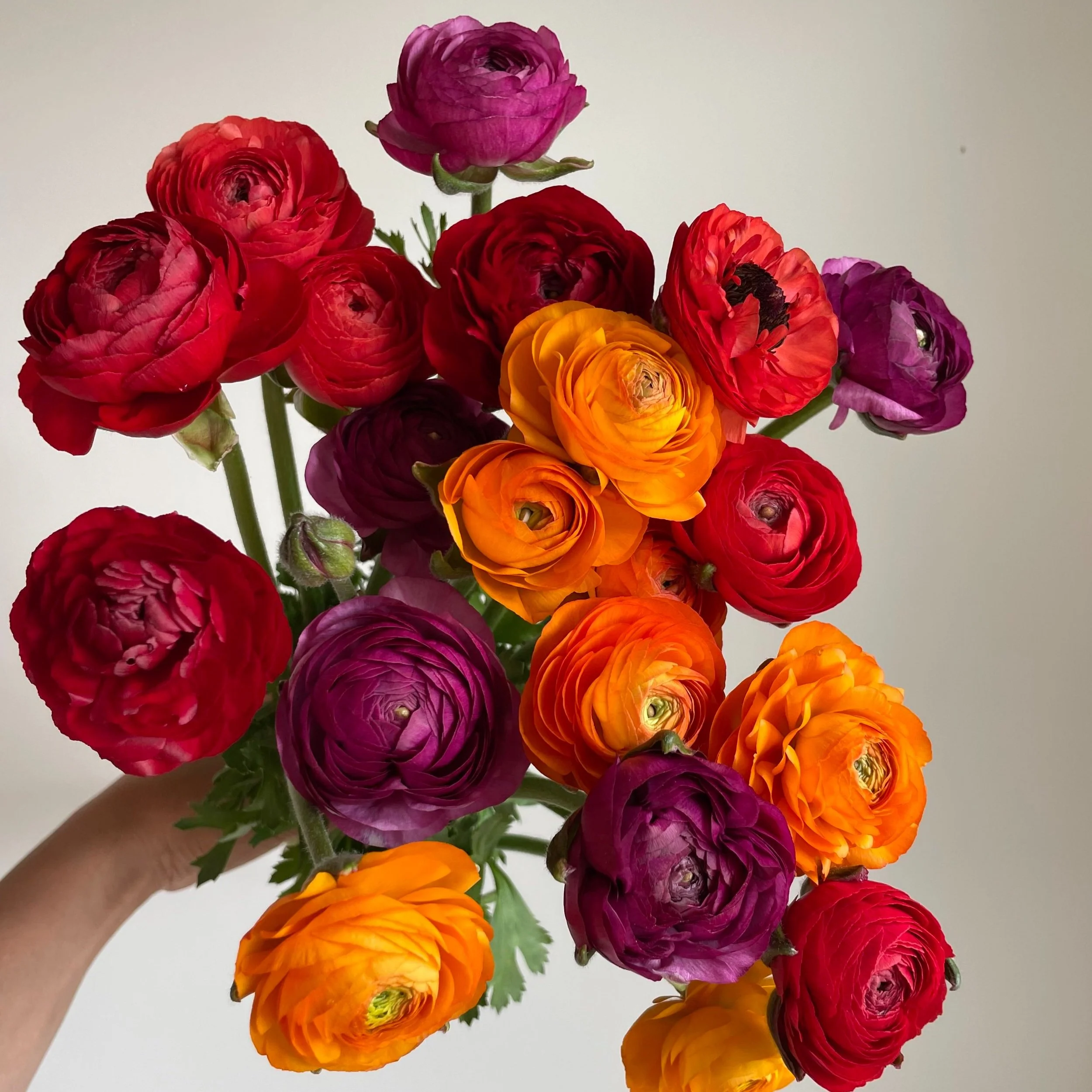 Ranunculus Lovers