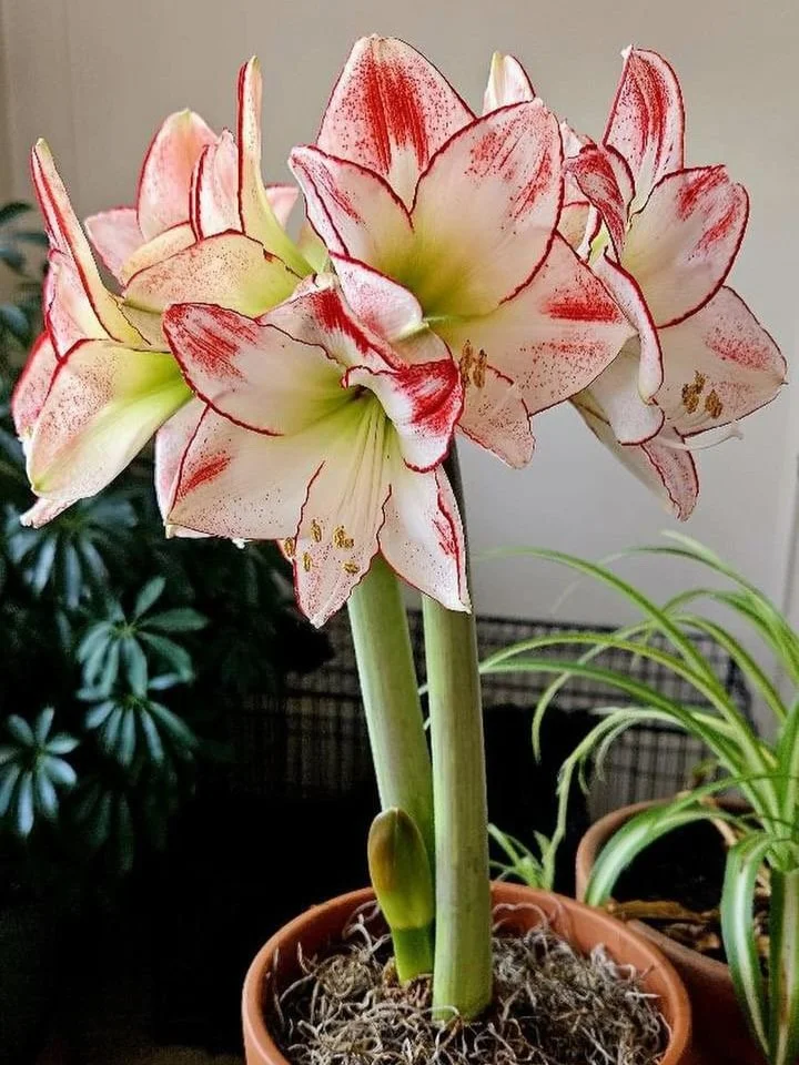 amaryllis+flower.jpg