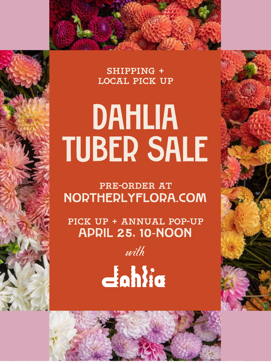 Dahlia Tuber Pick up &amp; Annual Pop-up