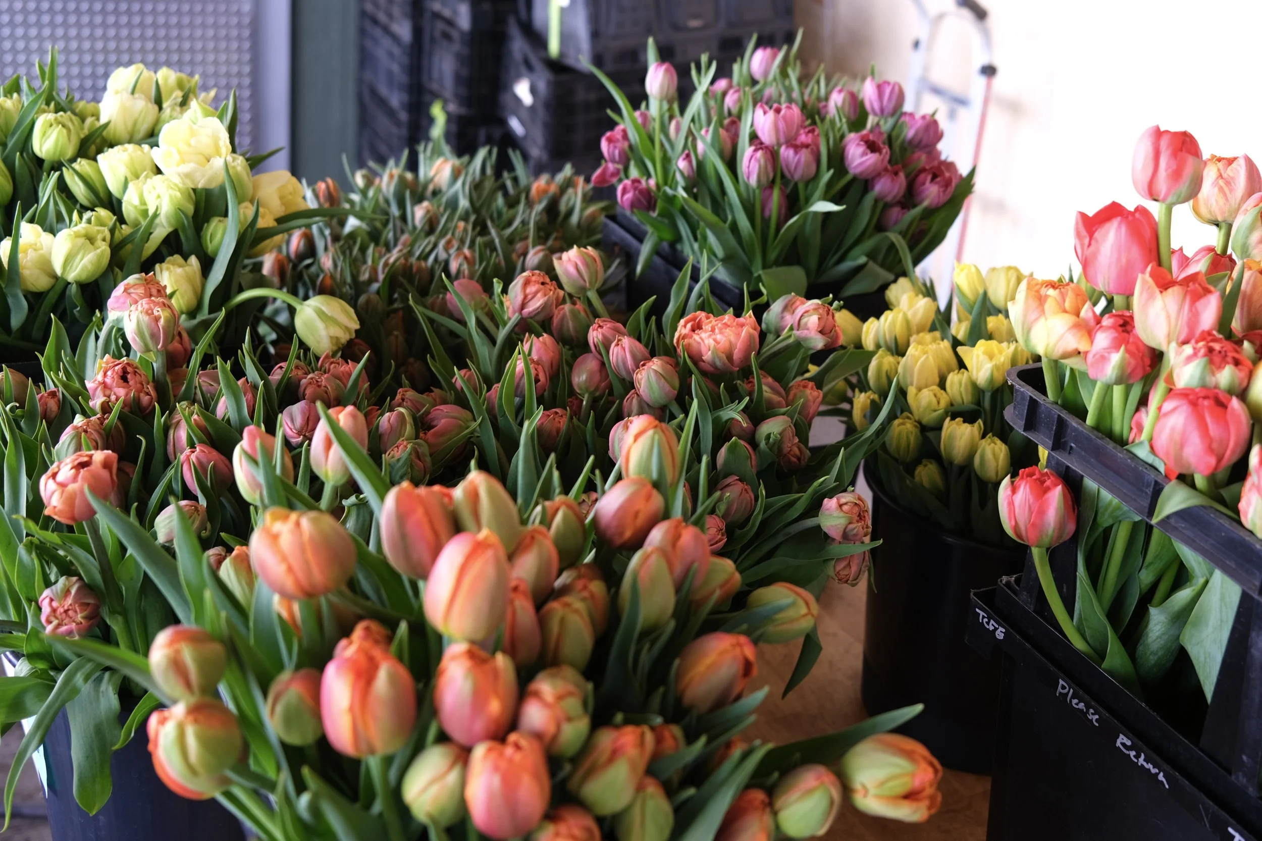 Growing Tulips On A Cut Flower Farm