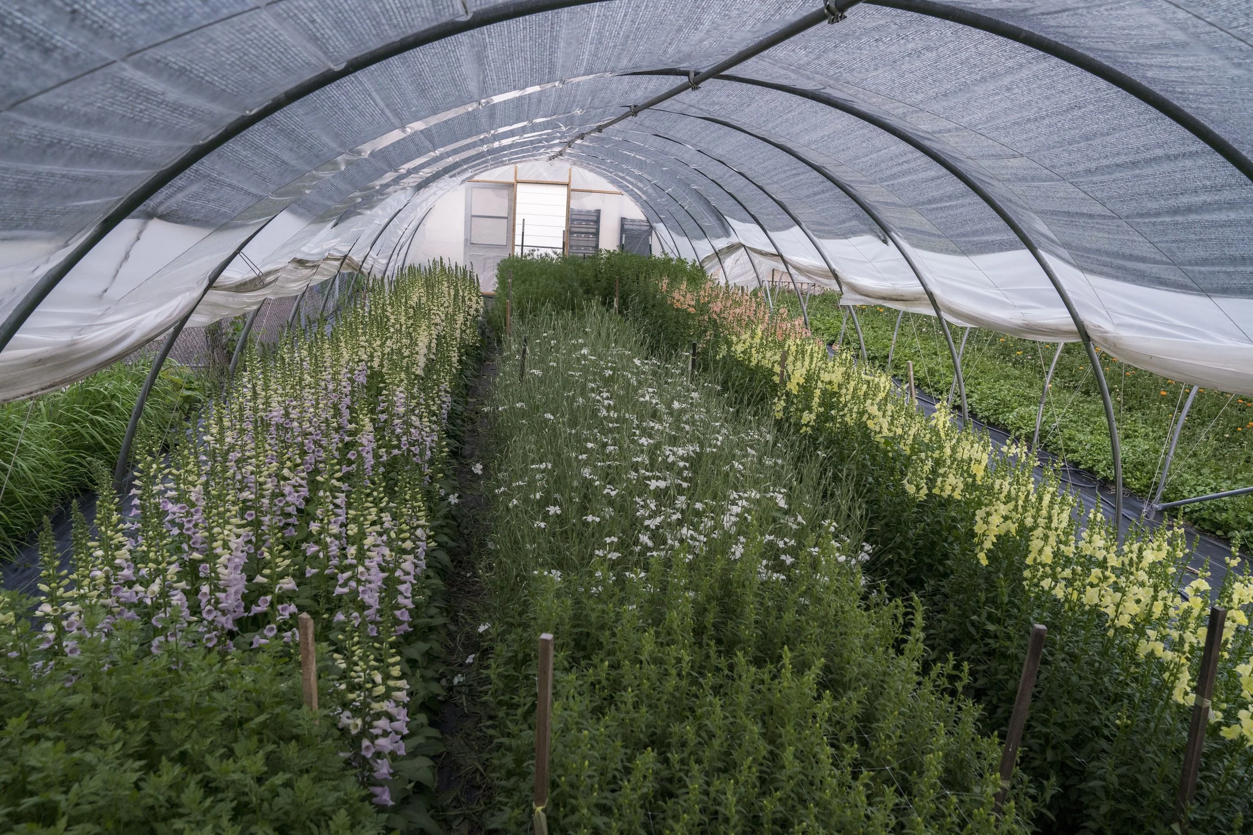overwintering flowers