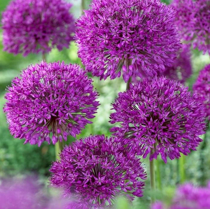 Allium -Purple Sensation2.jpg