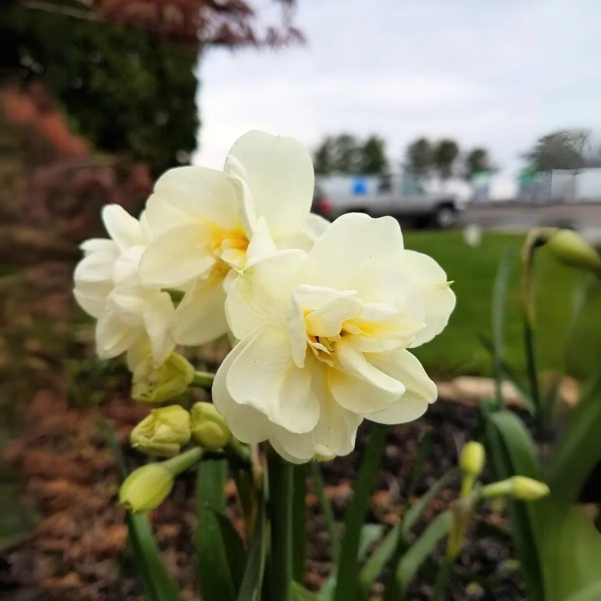 Daffodil Cheerfulness.jpeg