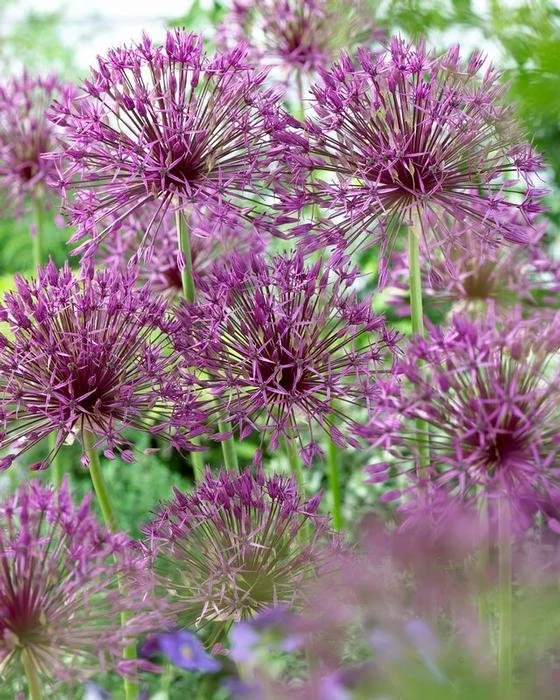 Allium-Purple Rain2.jpg