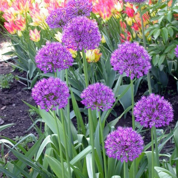 Allium -Purple Sensation1.jpg
