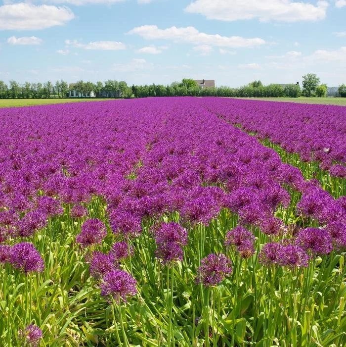 Allium -Purple Sensation3.jpg