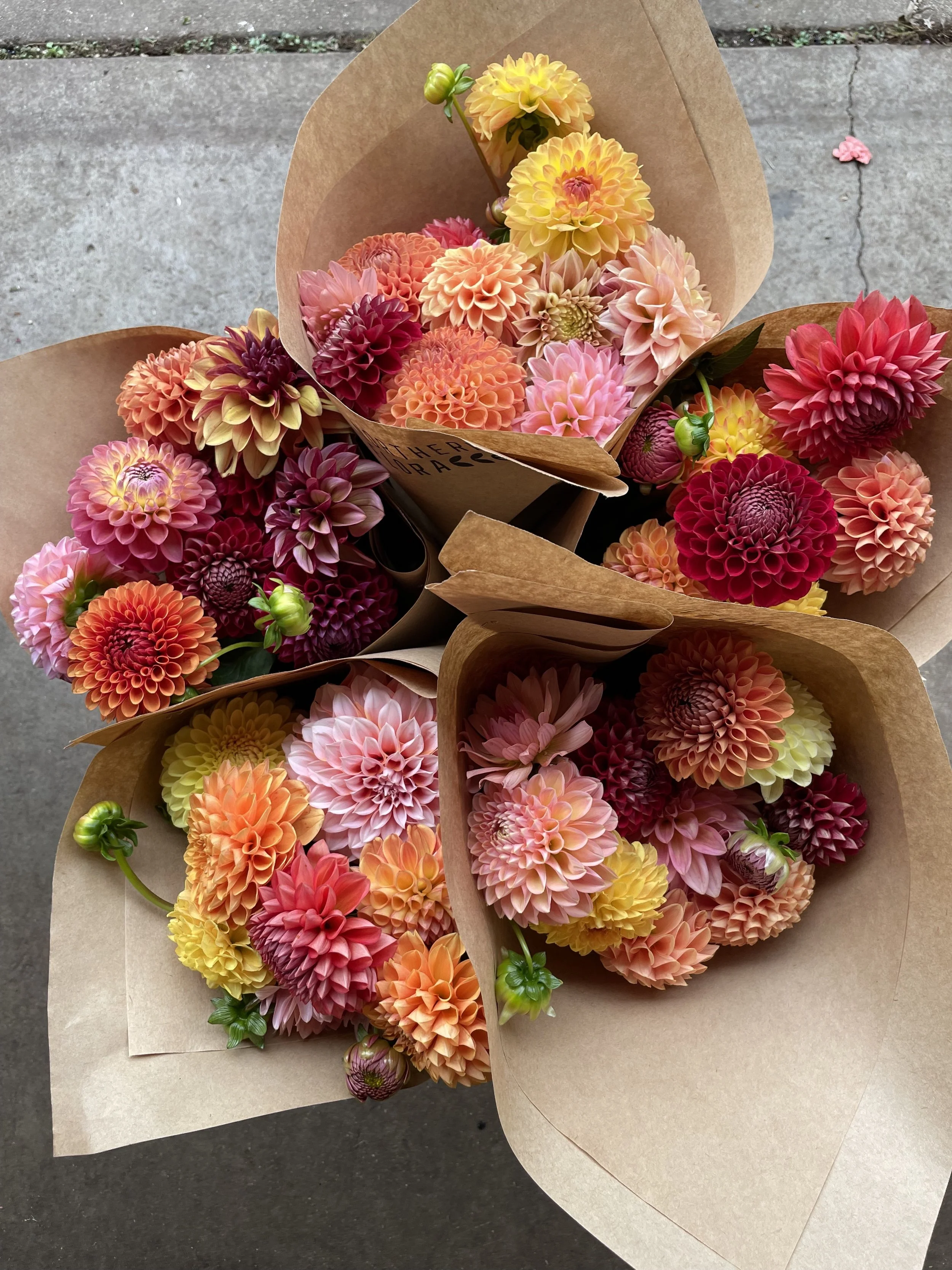 Dahlia Bunches.jpg