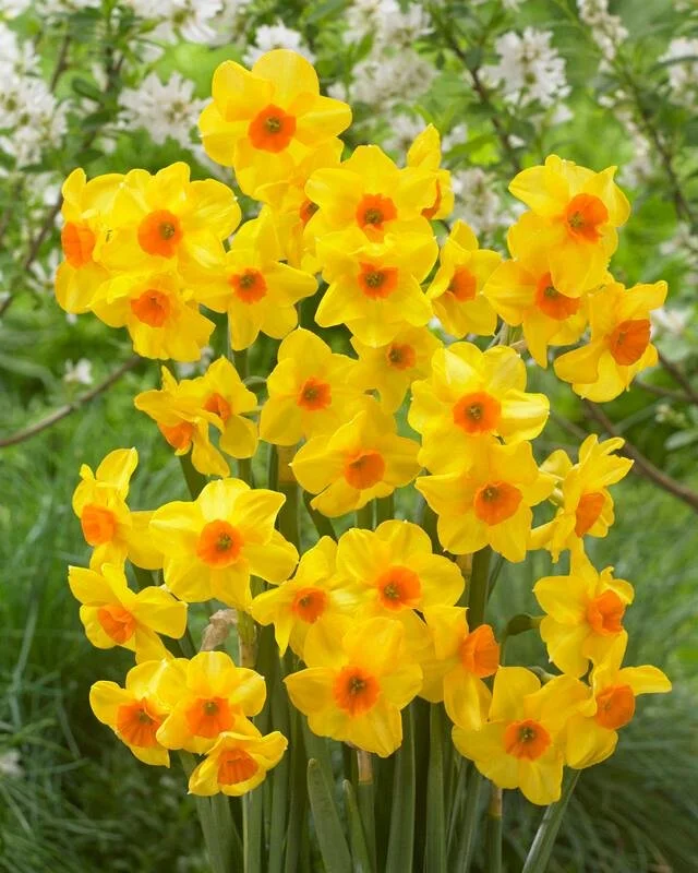 Daffodil- Martinette3.jpg