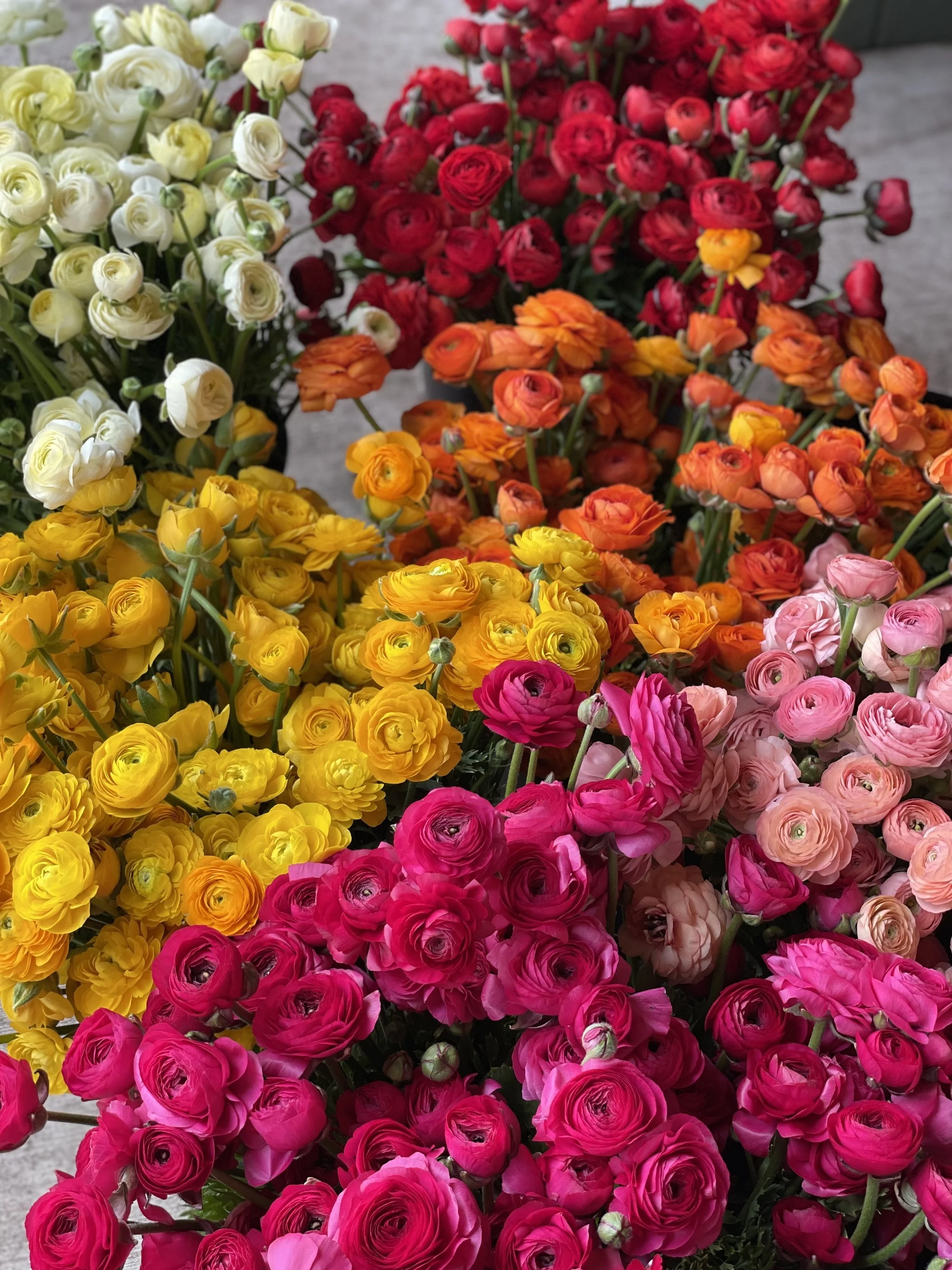 ranunculus.jpg