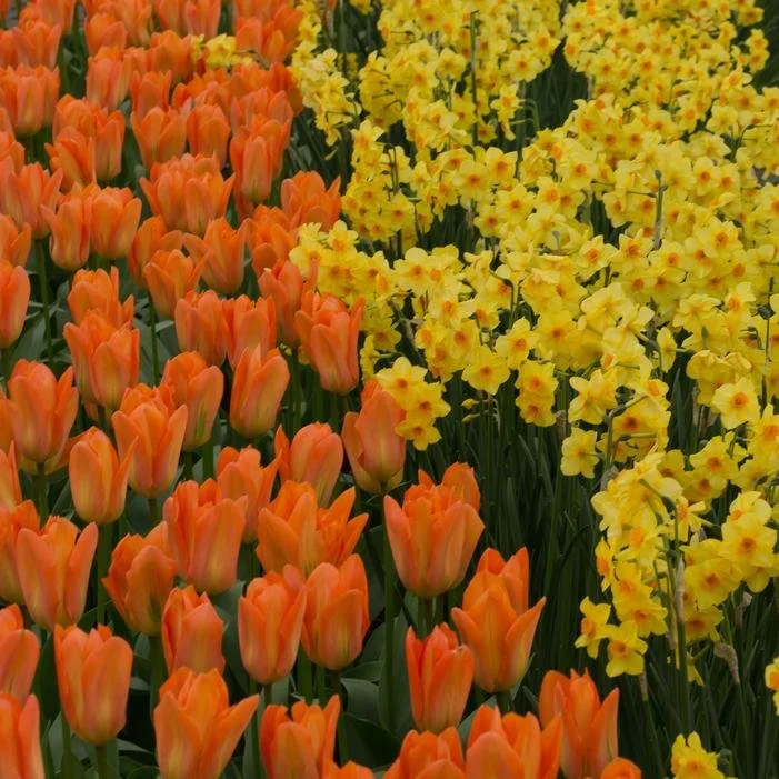 Daffodil- Martinette1.jpg