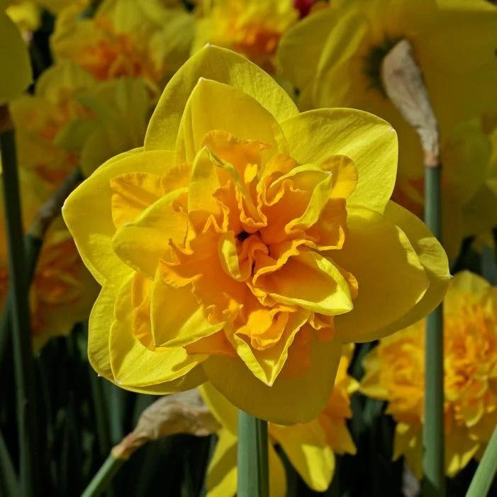 Daffodil- Double Sunrise1.jpg