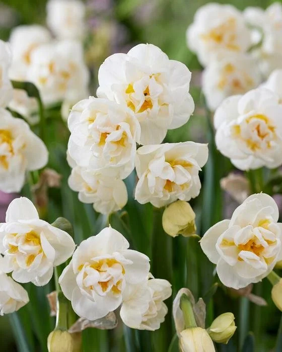 Daffodil- Bridal Crown1.jpg