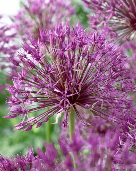 Allium-Purple Rain.jpg