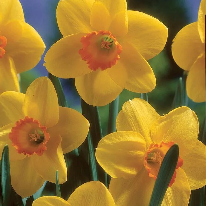 Daffodil- Carbineer1.jpg