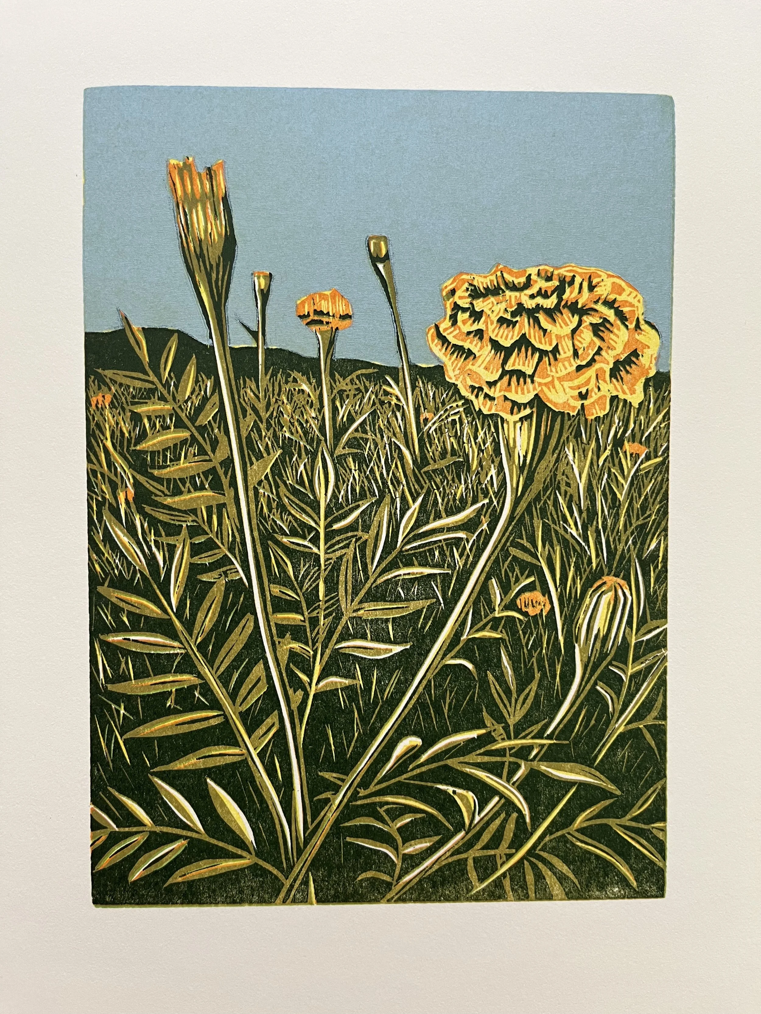 marigold.jpg