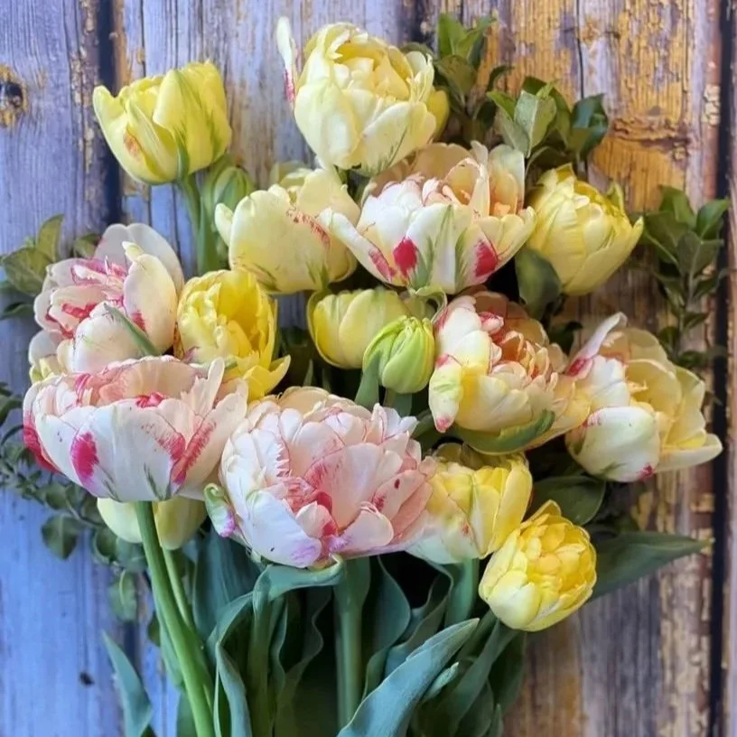 tulips-double-shake+copy.jpg