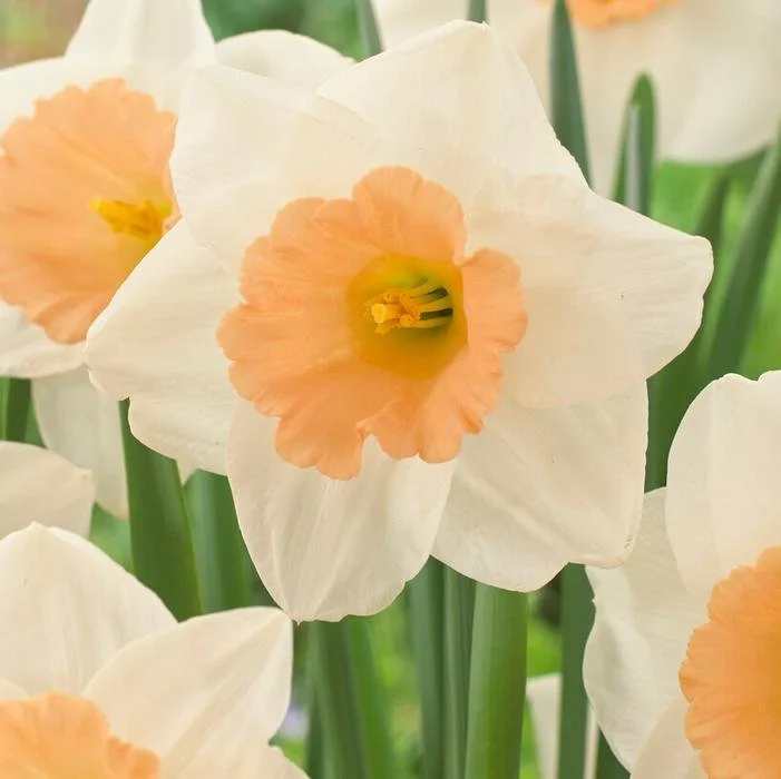 Daffodil- Peaches and Cream1.jpg