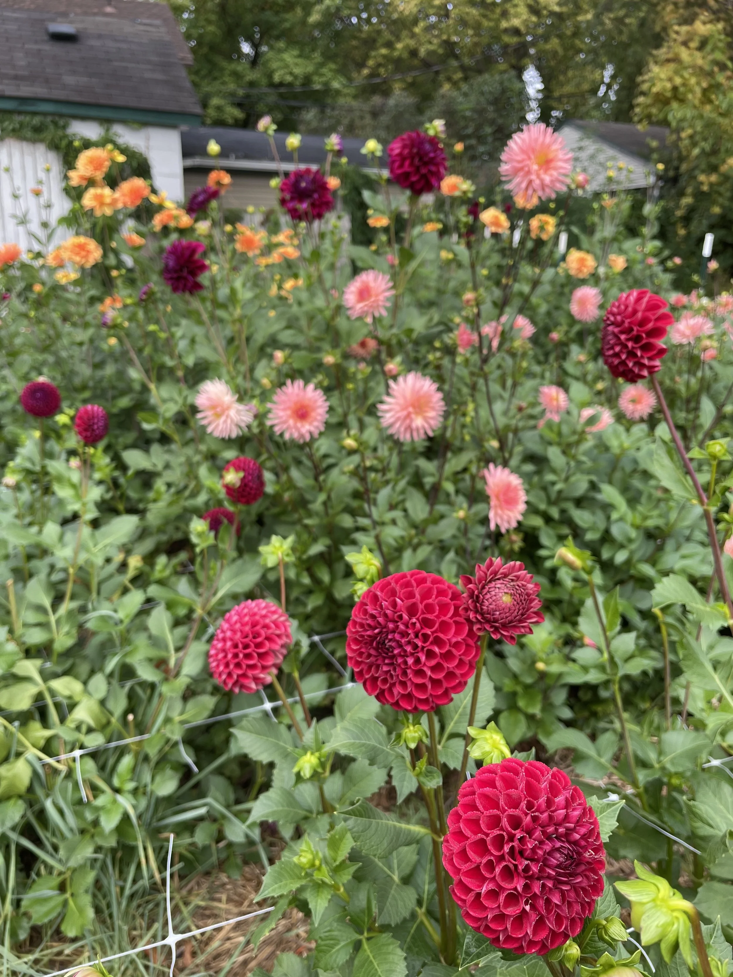 dahlia.jpg