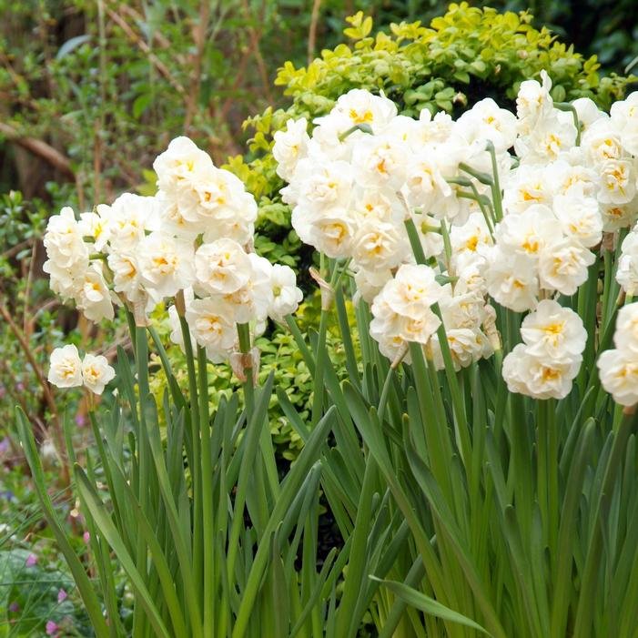 Daffodil- Bridal Crown2.jpg