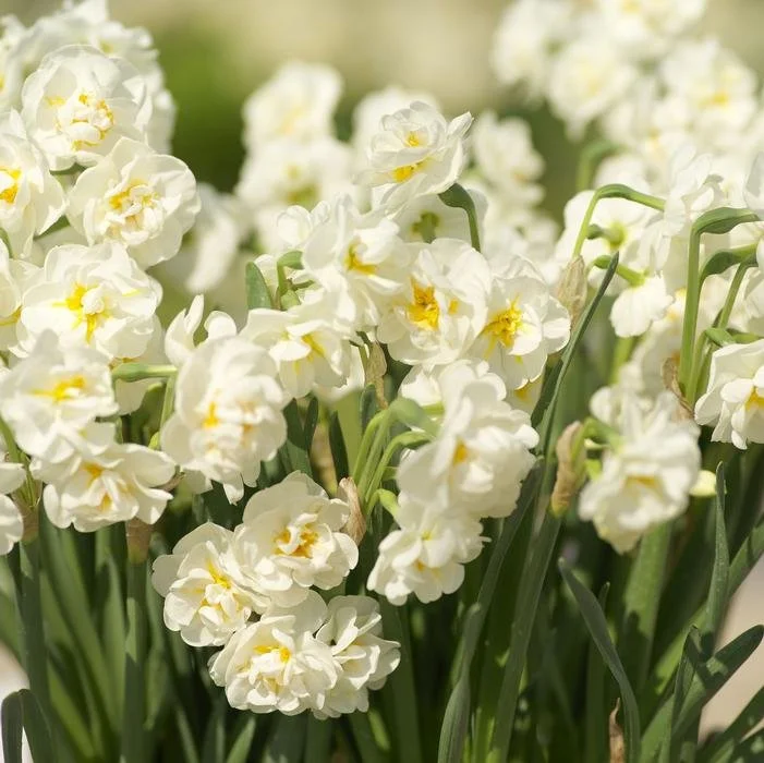 Daffodil- Bridal Crown3.jpg