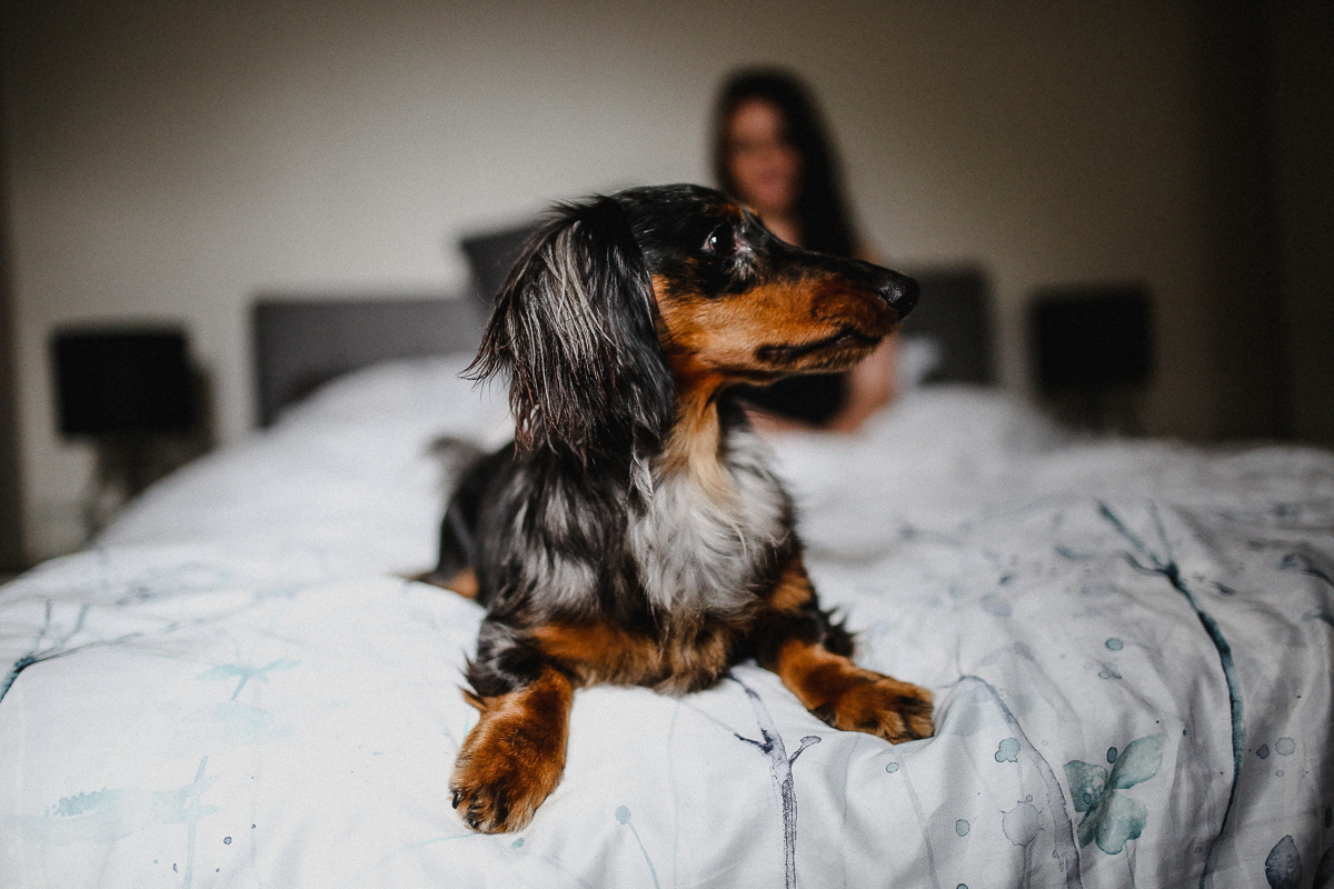 A dog laying on the bed