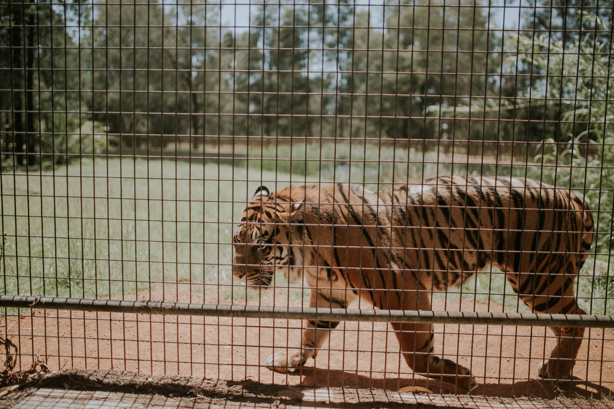 Sumatran Tiger