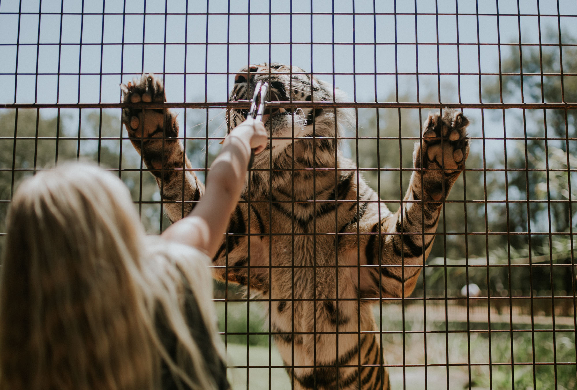 Sumatran Tiger