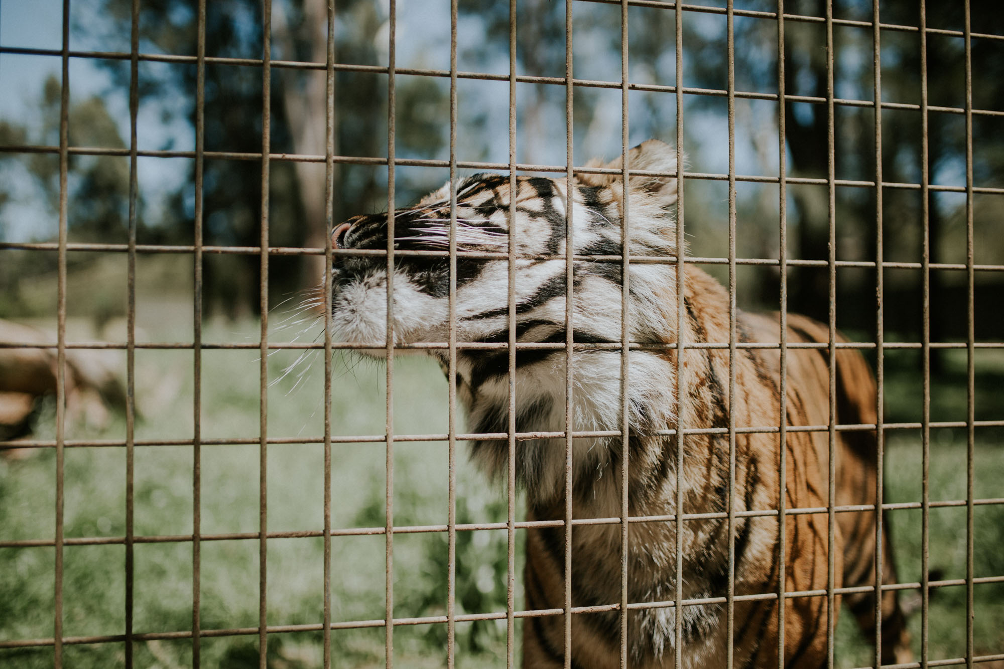 Sumatran Tiger