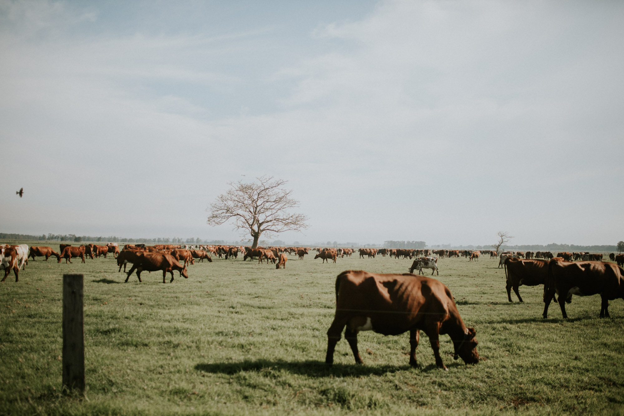 South Coast Dairy Farm