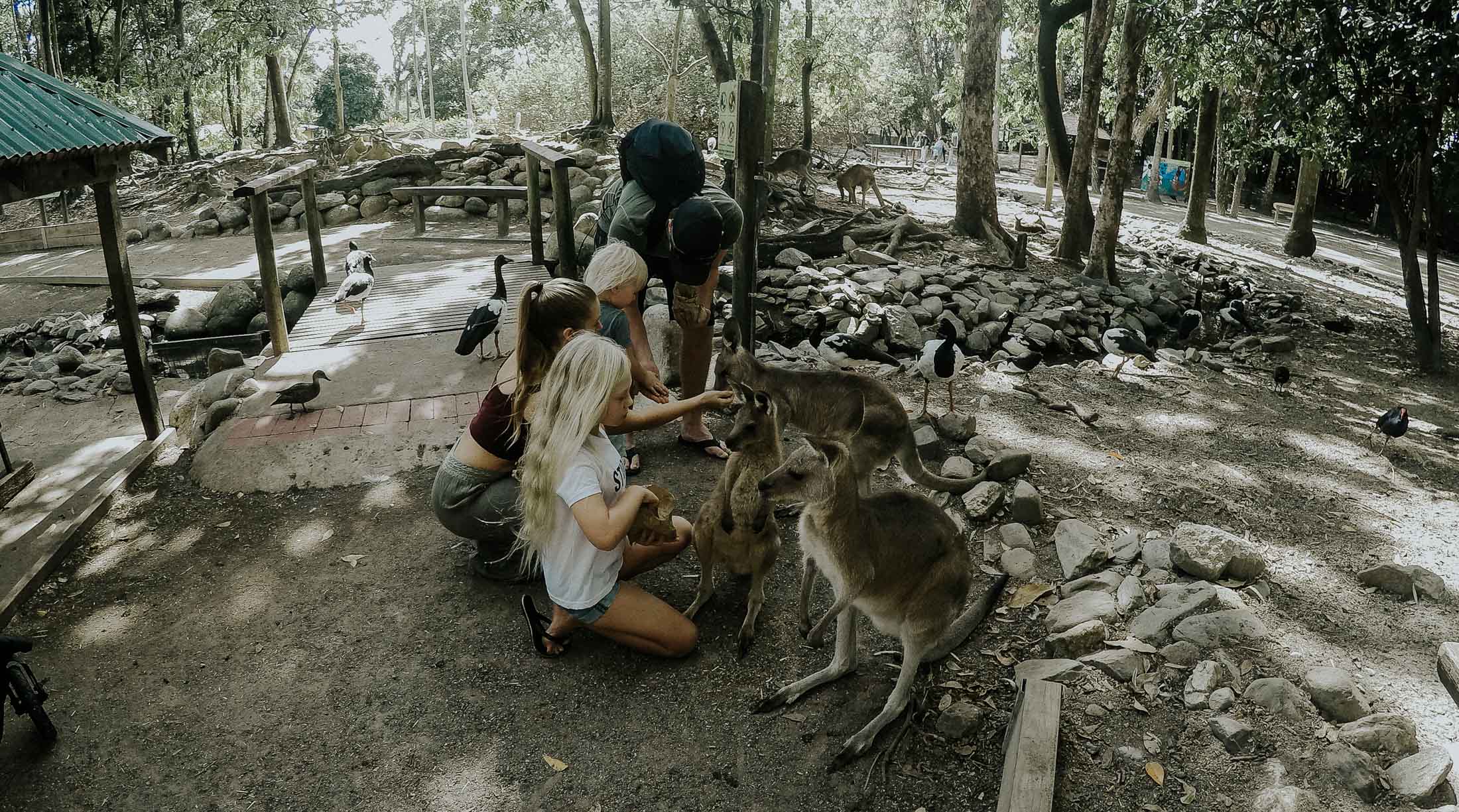 Wildlife Zoo Port Douglas