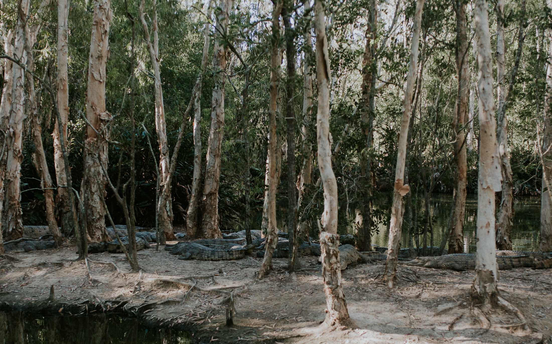 Hartley's Crocodile Adventure