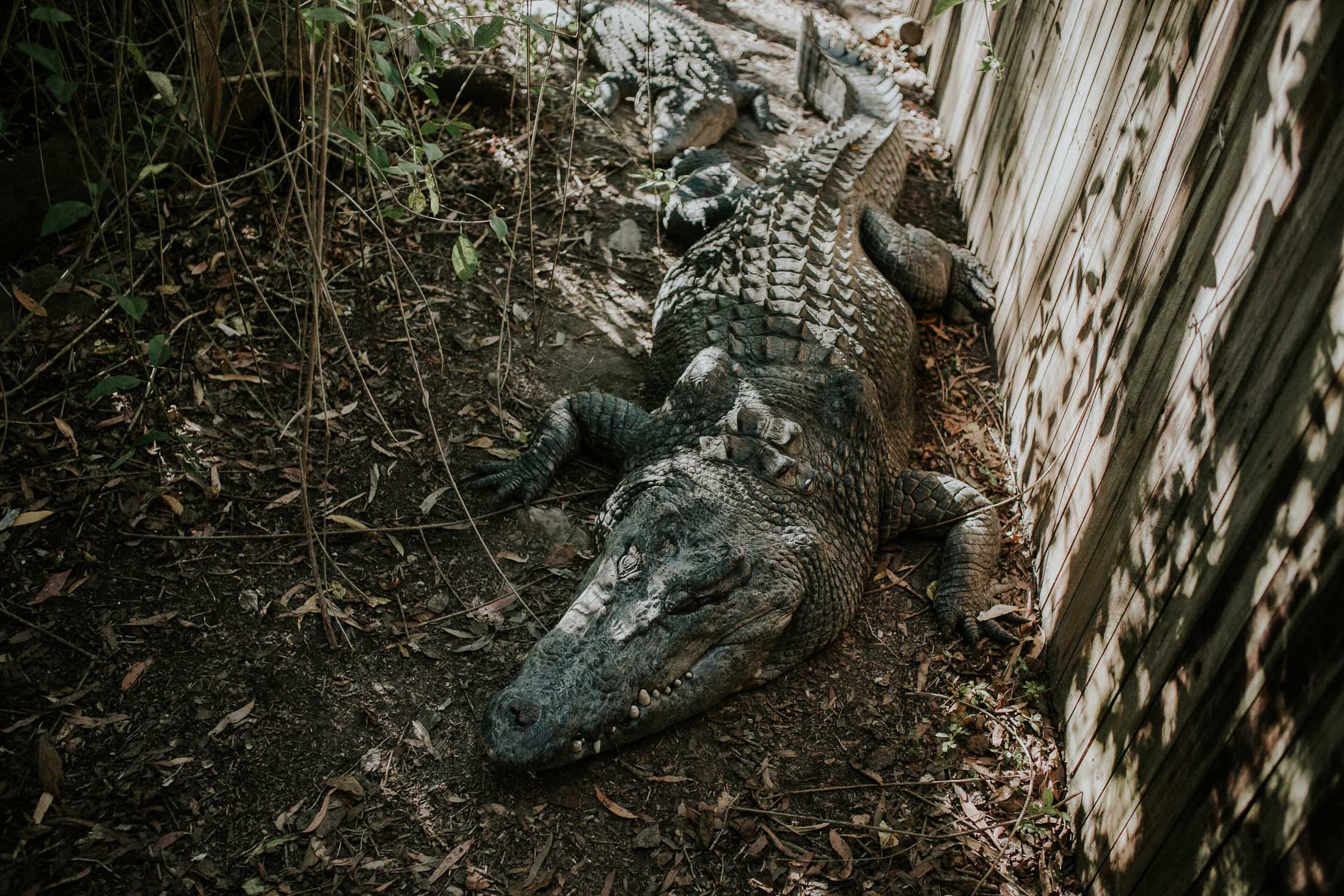 Hartley's Crocodile Adventure