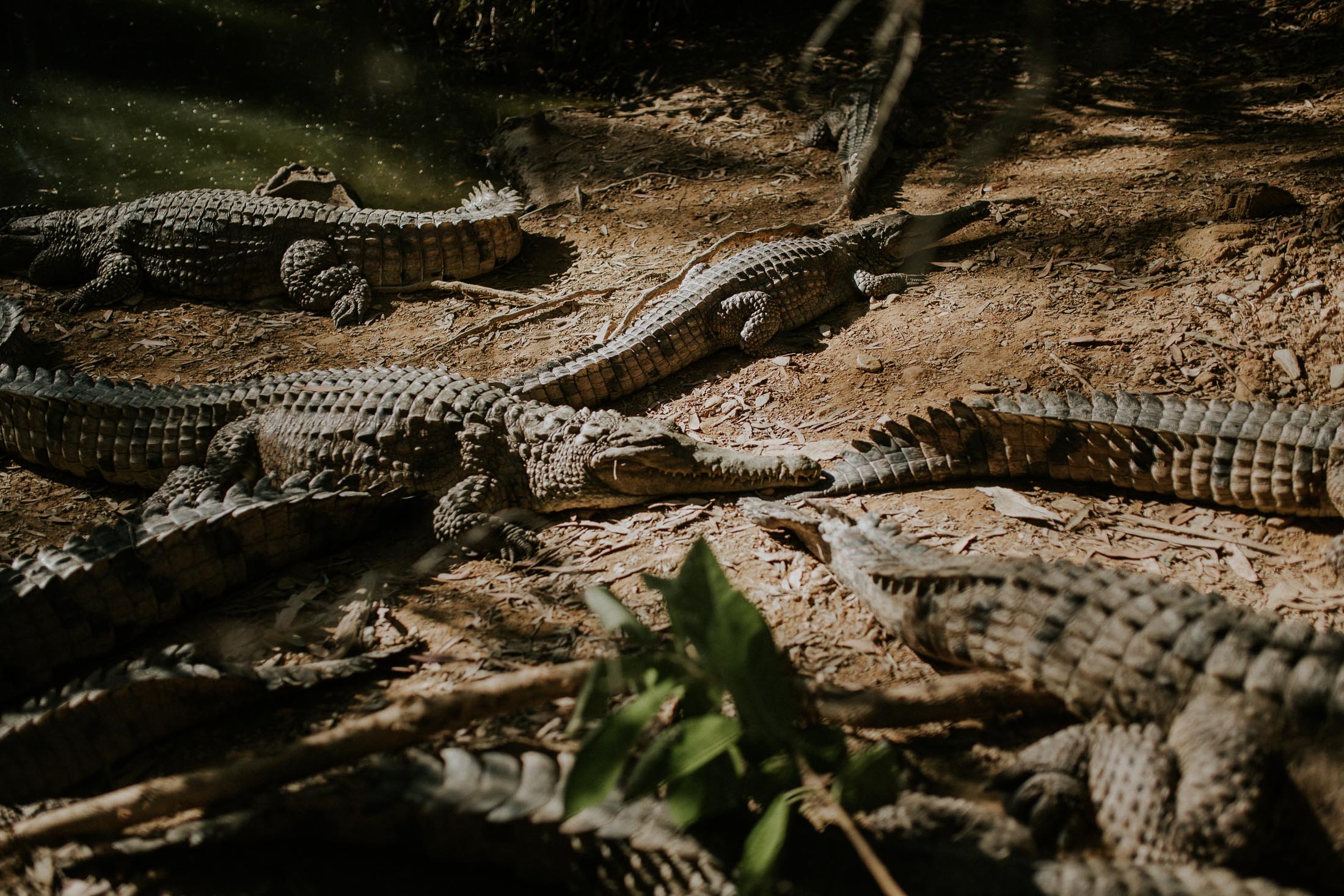 Hartley's Crocodile Adventure